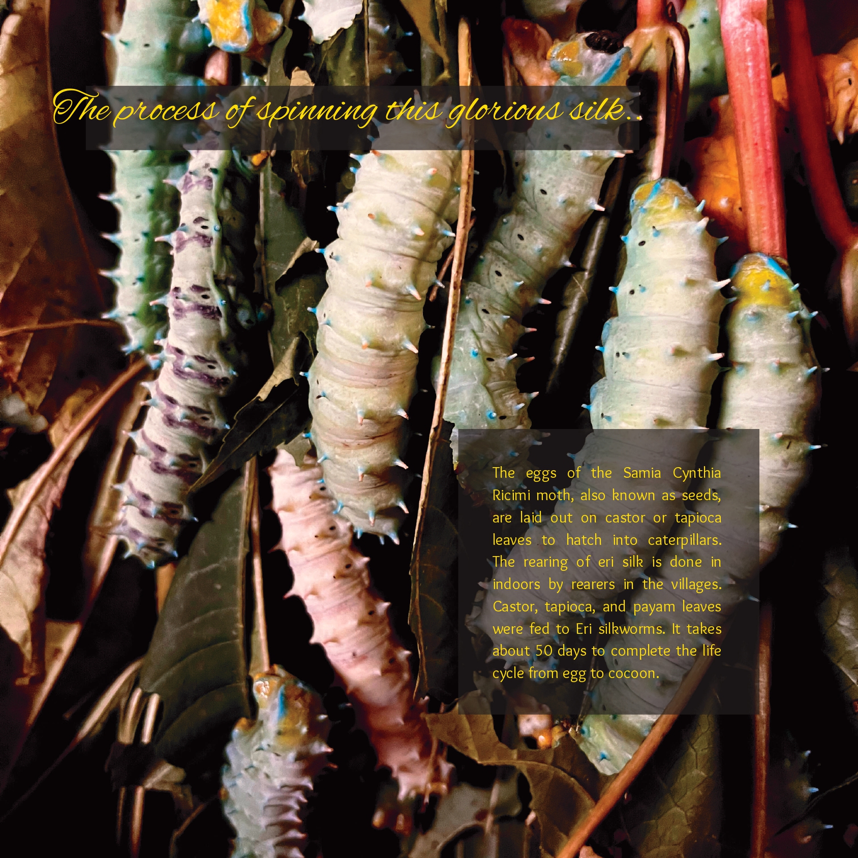 Ughaa brochure_page-0009